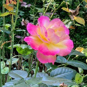 Meet your Posher, Christy